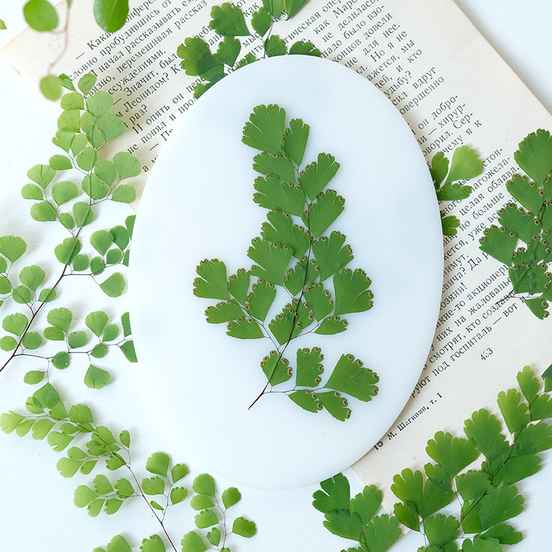 Dried Flower Bookmark - 60 Pezzi di Foglie di Felce