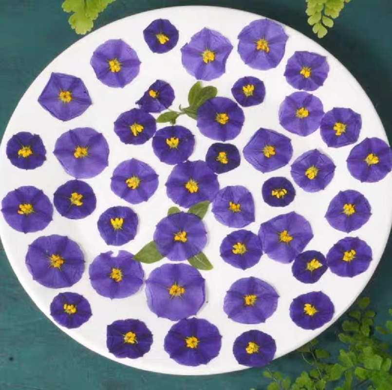 100 pz pressato essiccato Lyci - Dried Flower Bookmark recensione e prezzo